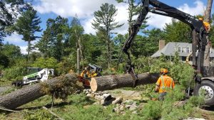 tree care services