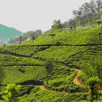 Monsoon Kerala Tour Packages for Who Love Nature