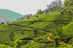 kerala tour packages